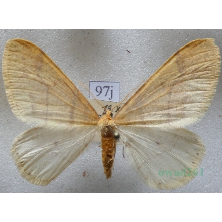 Agriopis aurantiaria (Hübner, 1799) male Zimowek pozłotnik Czech97j